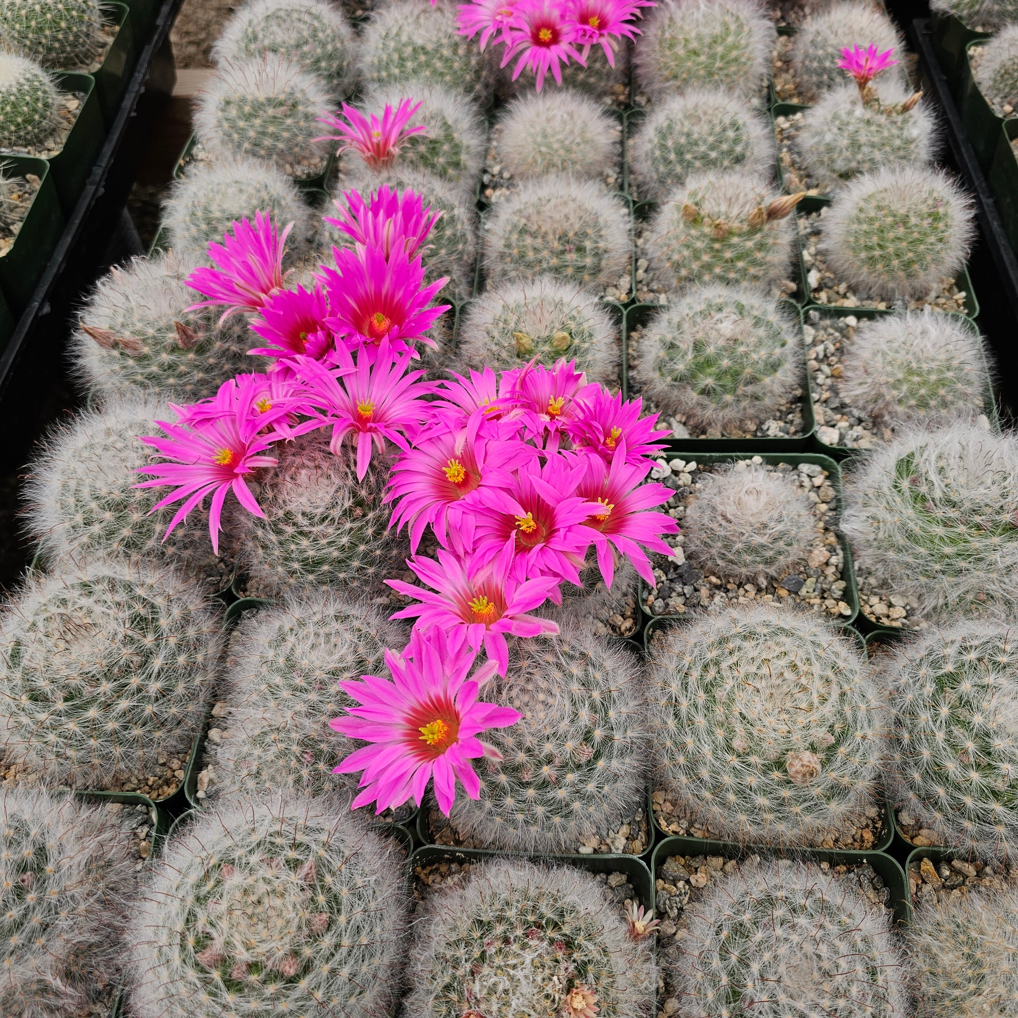 Mammillaria guelzowiana – AceMegaSucculents