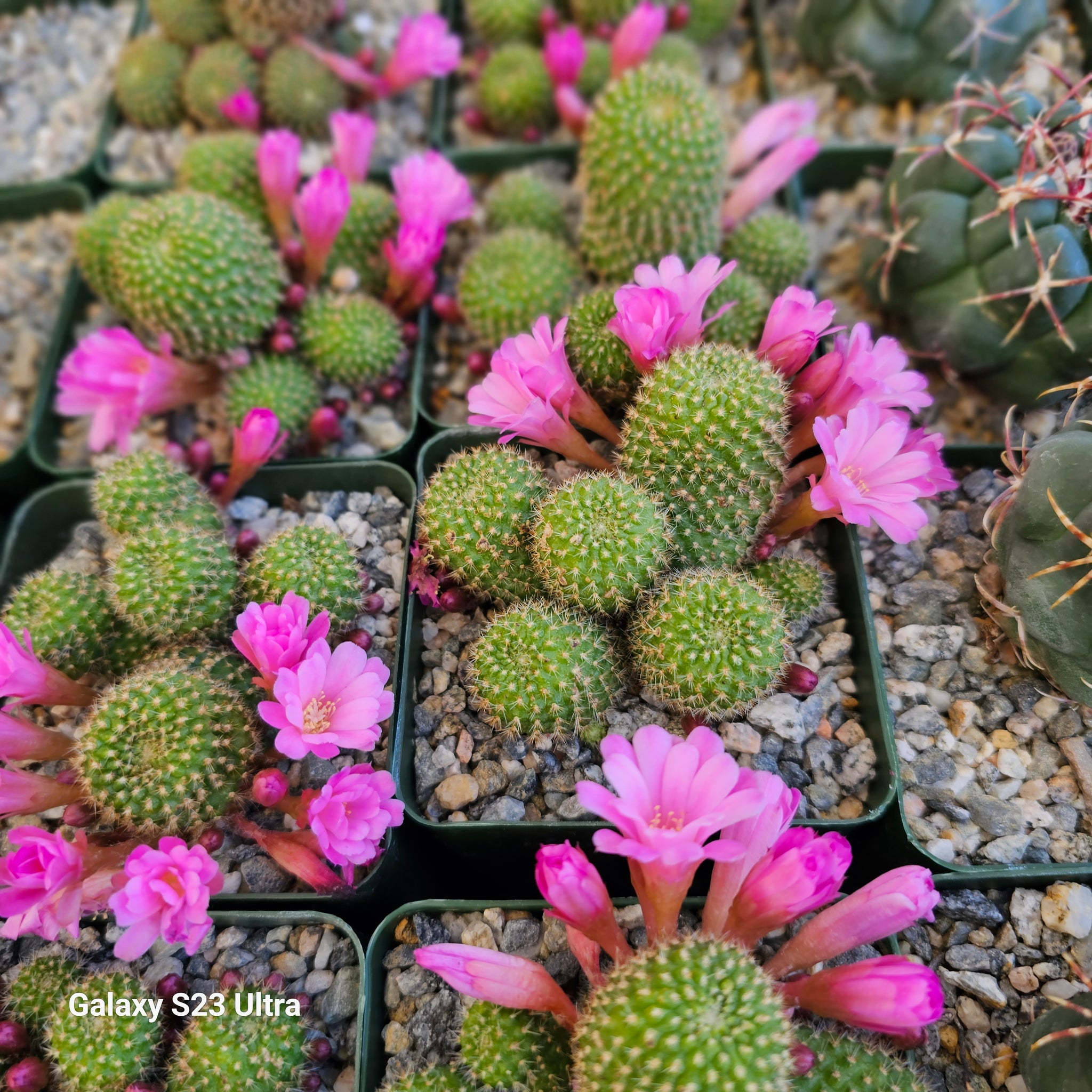 Rebutia perplexa – AceMegaSucculents