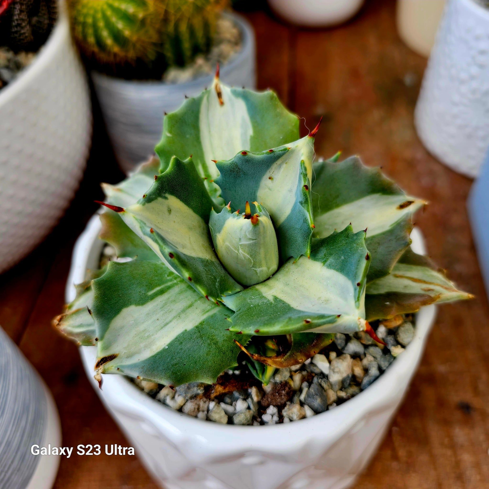 Agave Shoji Raijin white variegated – AceMegaSucculents