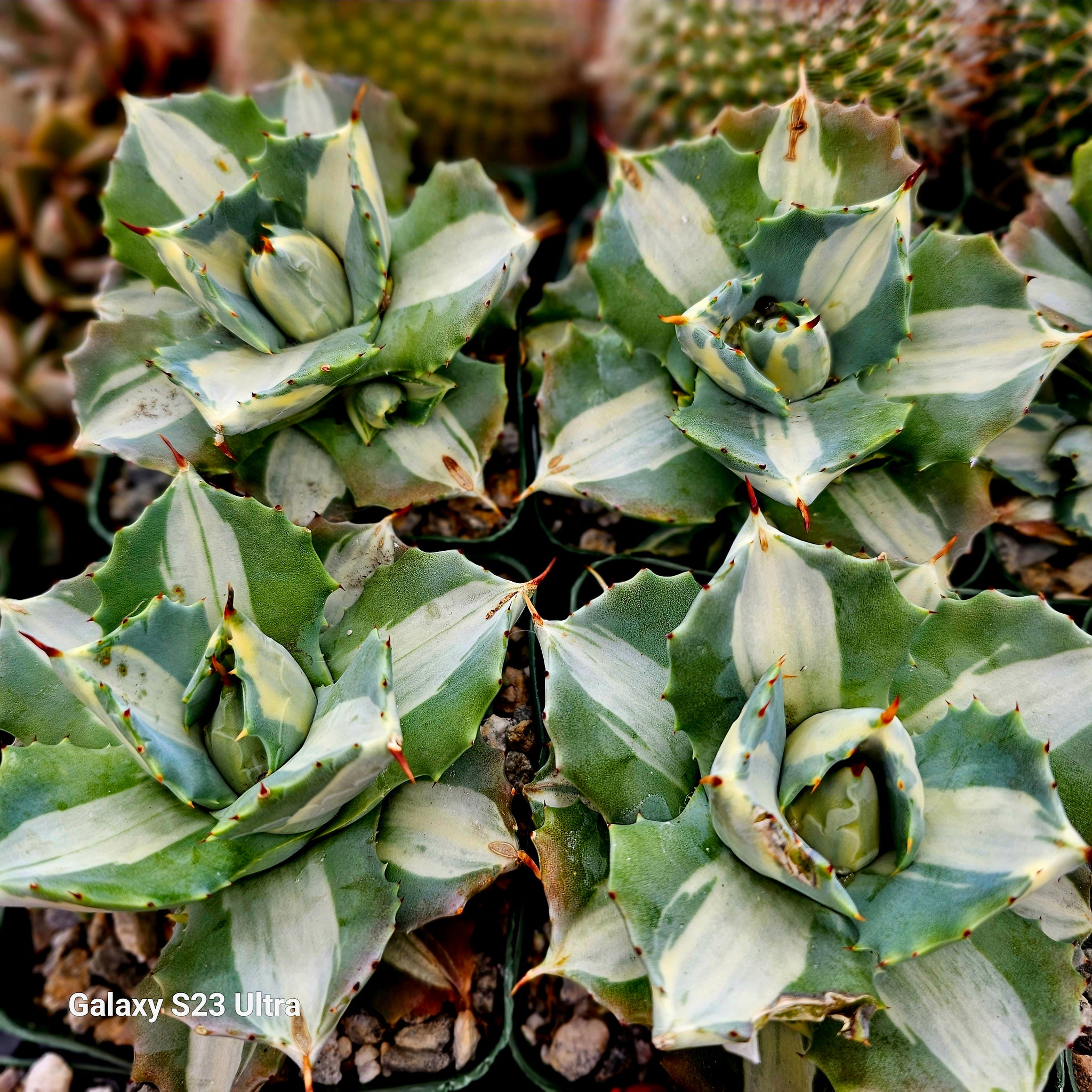 Agave Shoji Raijin white variegated – AceMegaSucculents