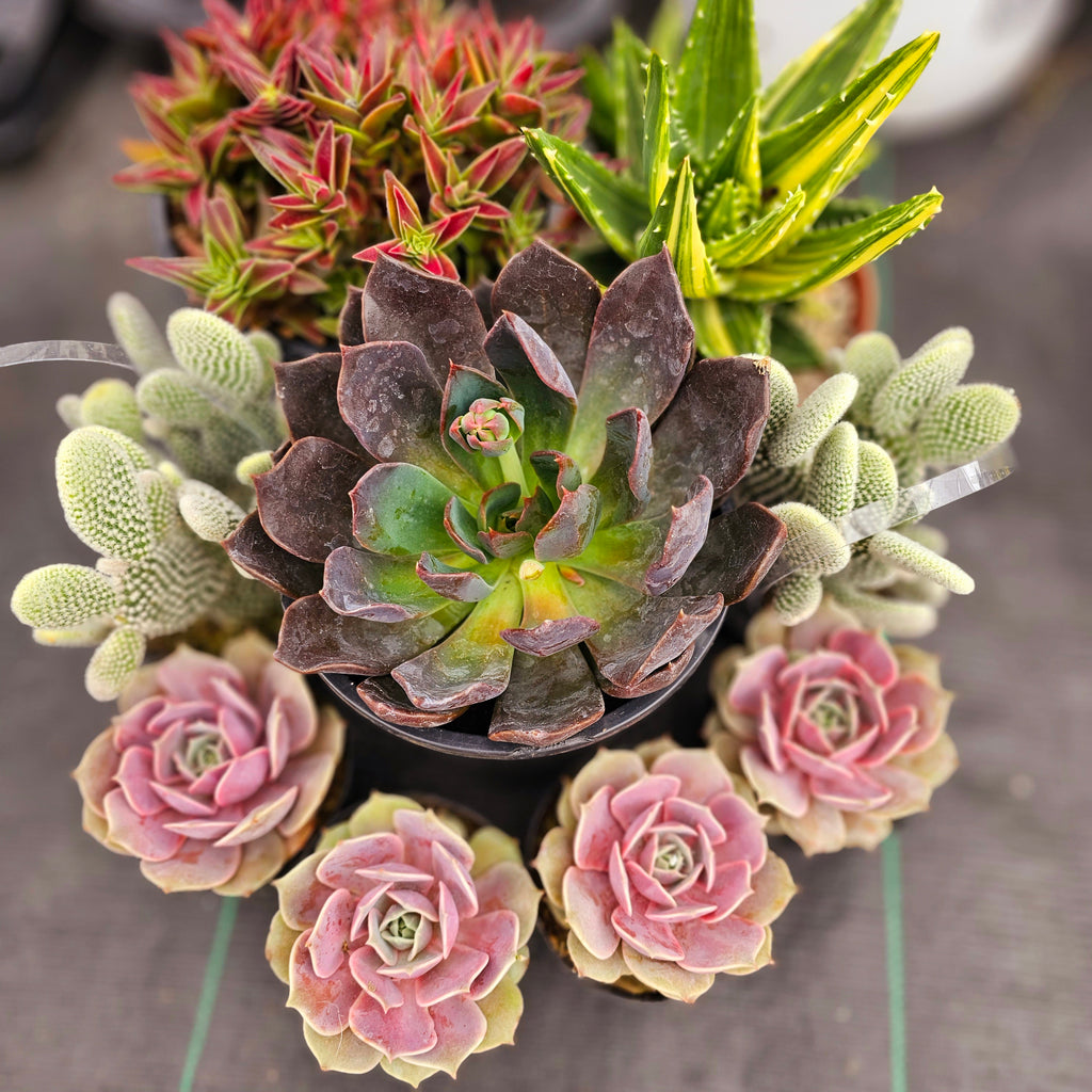 red pagoda succulent Crassula Capitella Subsp. thrysiflora (Red Pagoda – AceMegaSucculents