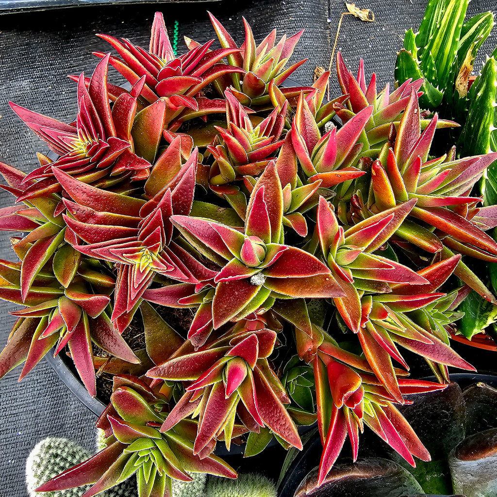 red pagoda succulent flowers Crassula Capitella Subsp. thrysiflora (Red Pagoda – AceMegaSucculents