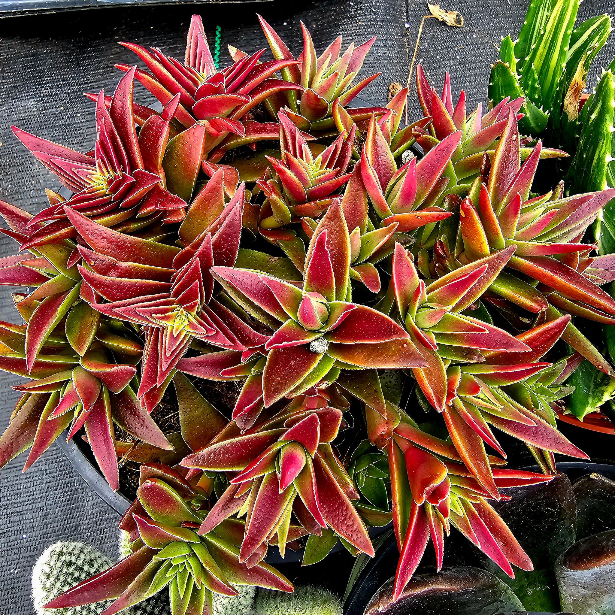 pagoda succulent Crassula Capitella Subsp. thrysiflora (Red Pagoda – AceMegaSucculents