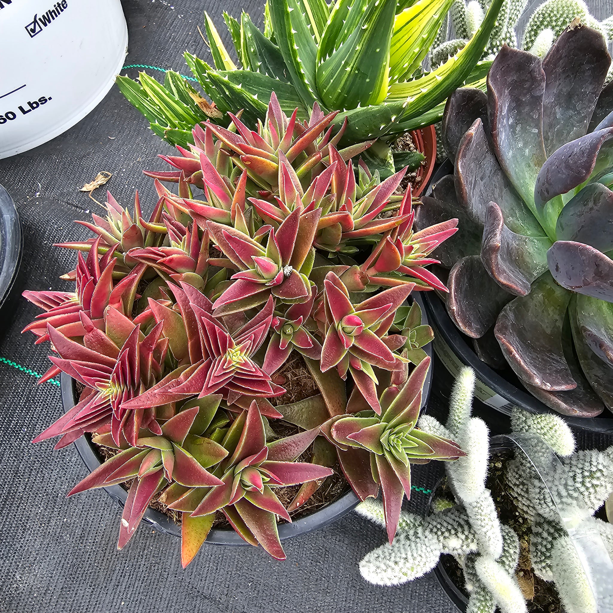 red pagoda shark tooth succulent Crassula Capitella Subsp. thrysiflora (Red Pagoda – AceMegaSucculents