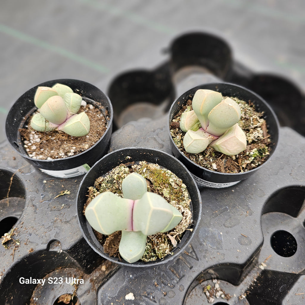 lapidaria succulent Lithops Lapidaria Margaretae – AceMegaSucculents