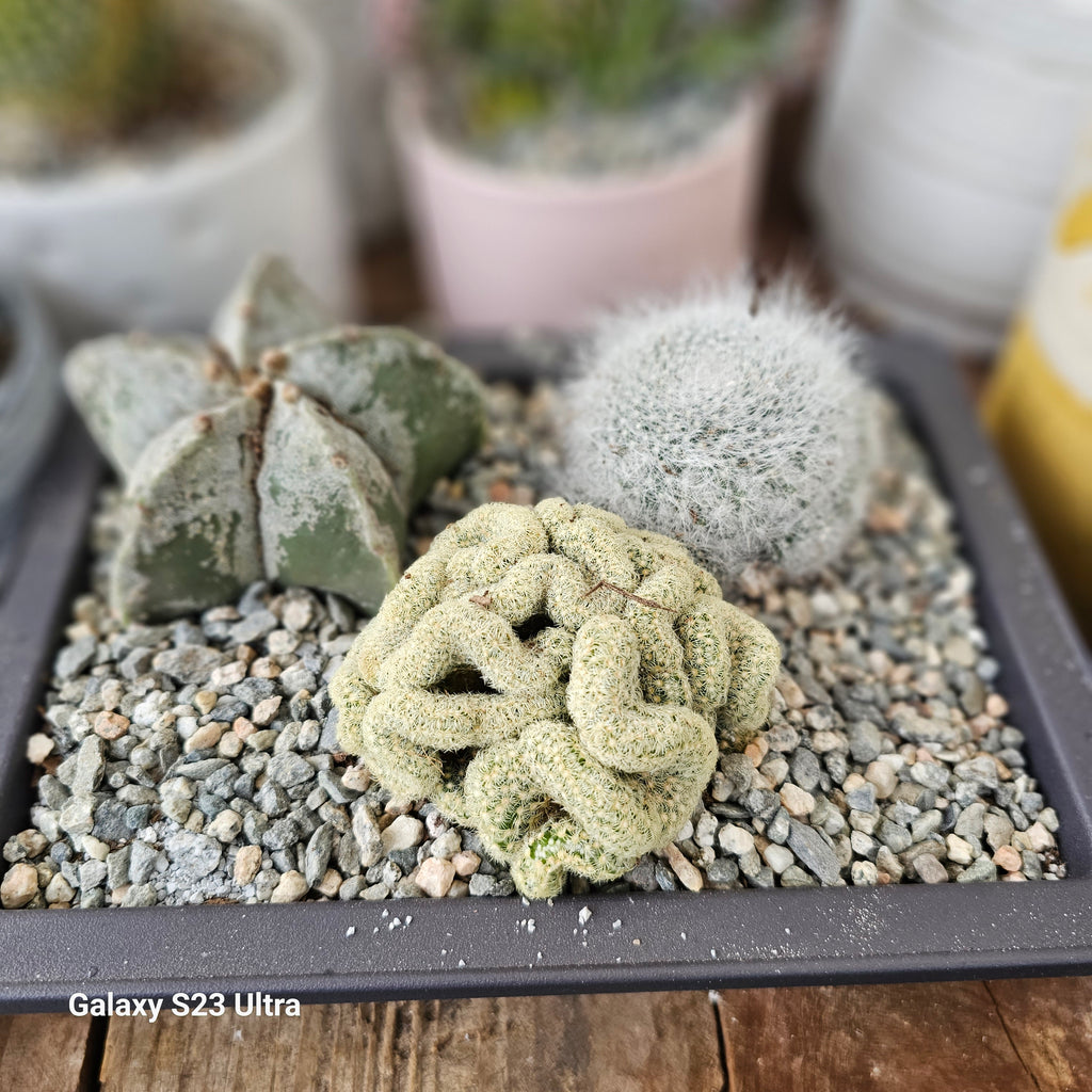 Brain Cactus (mammillaria elongata) AceMegaSucculents