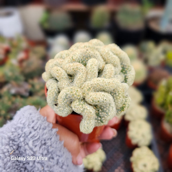Brain Cactus (mammillaria elongata)