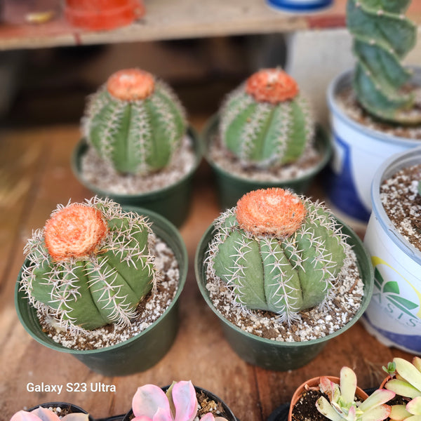 Melocactus matanzanus with cephalium