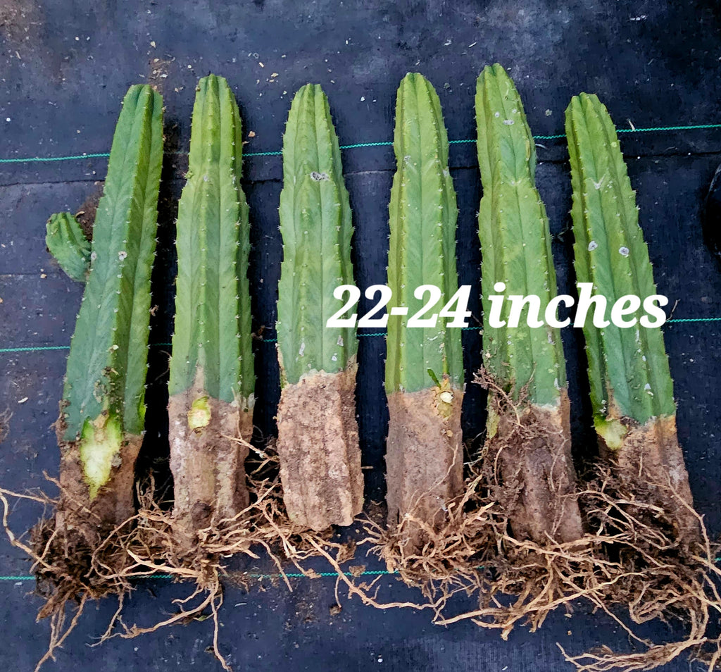 rooted san pedro cactus for sale San Pedro Cactus – AceMegaSucculents