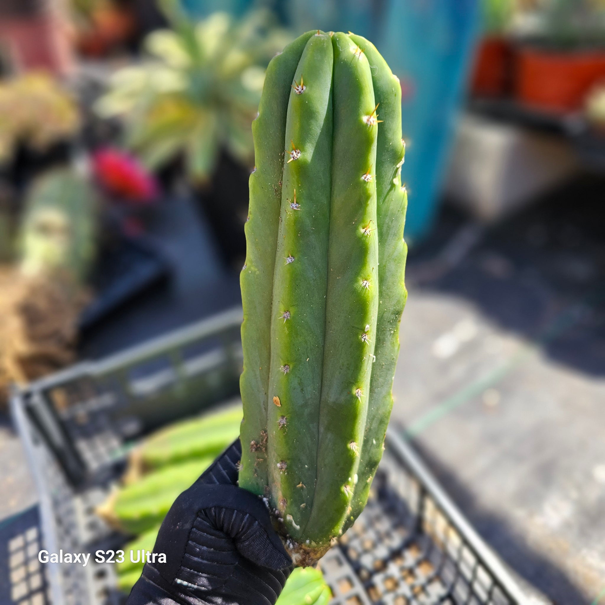 San Pedro Cactus – AceMegaSucculents