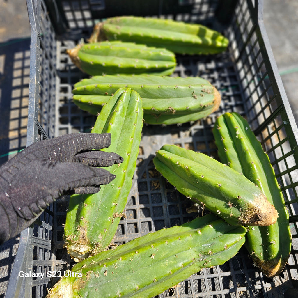 san pedro cactus cuttings San Pedro Cactus – AceMegaSucculents