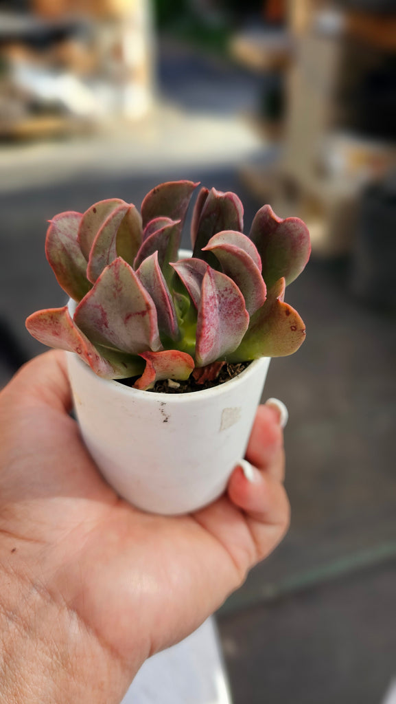 darth vader succulent Echeveria Vader – AceMegaSucculents