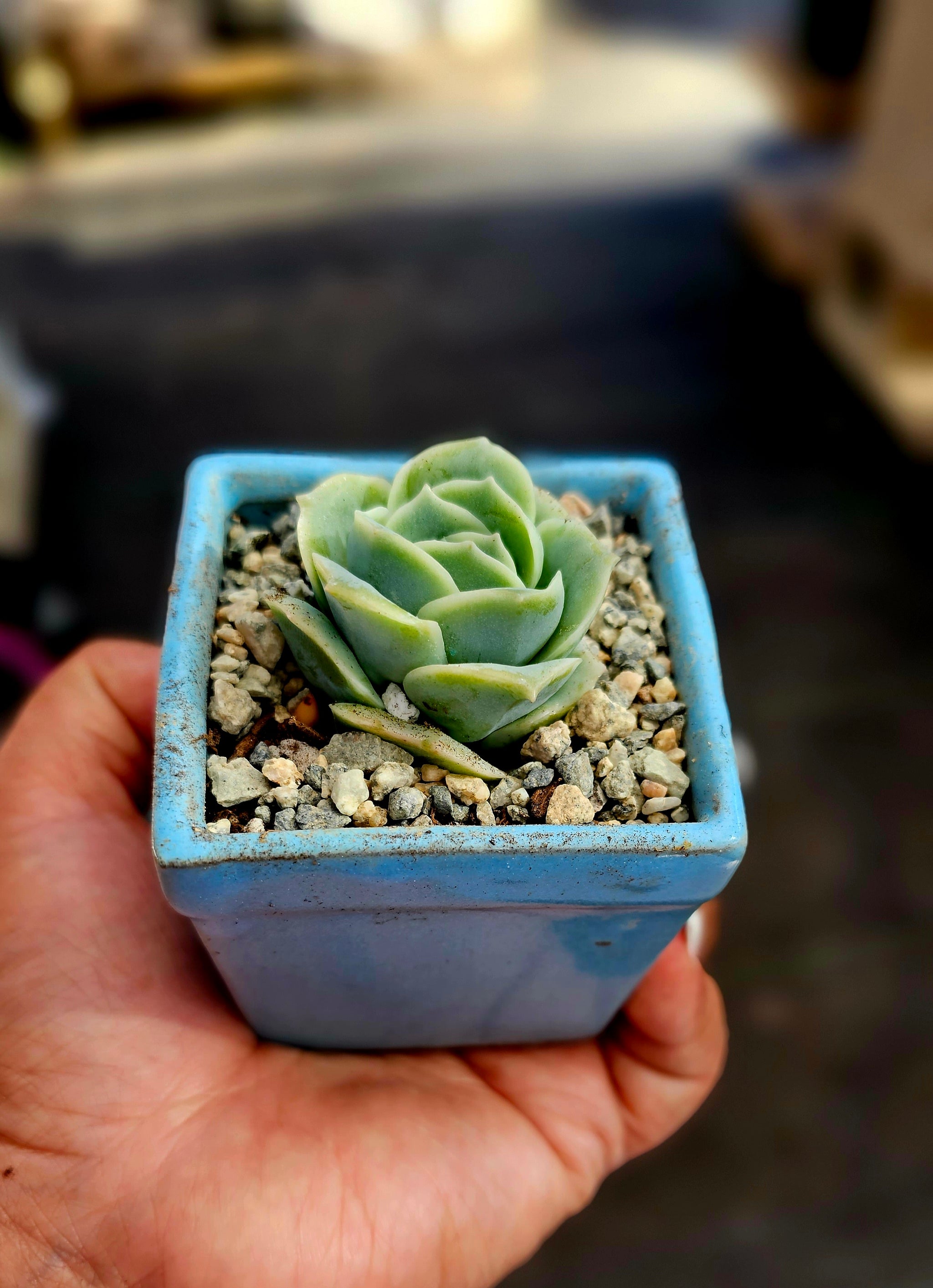graptoveria lovely rose succulent Graptoveria 'Lovely Rose – AceMegaSucculents
