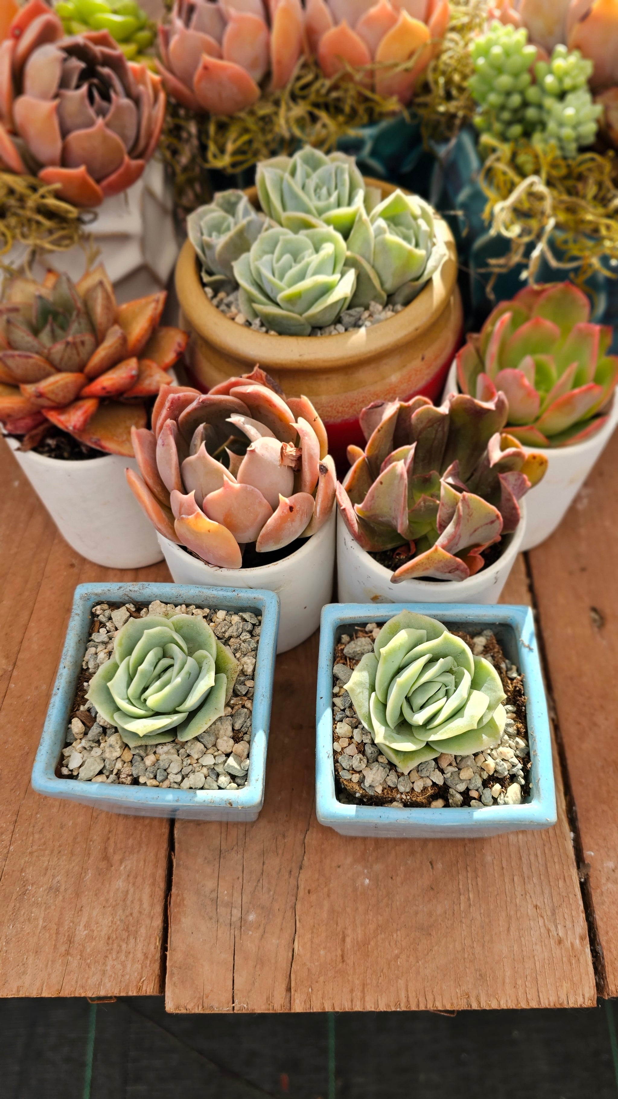 darth vader succulent Echeveria Vader – AceMegaSucculents