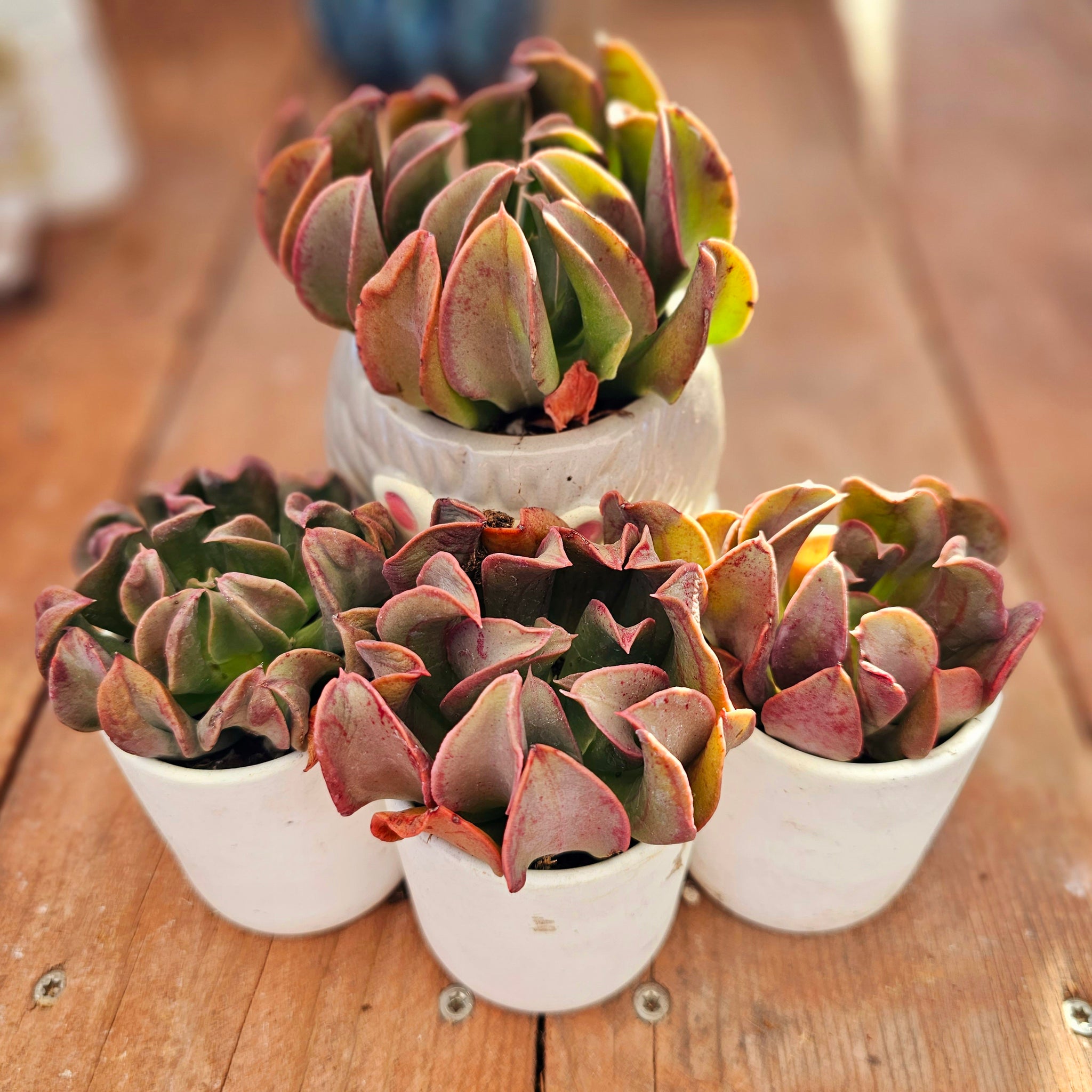 darth vader succulent Echeveria Vader – AceMegaSucculents