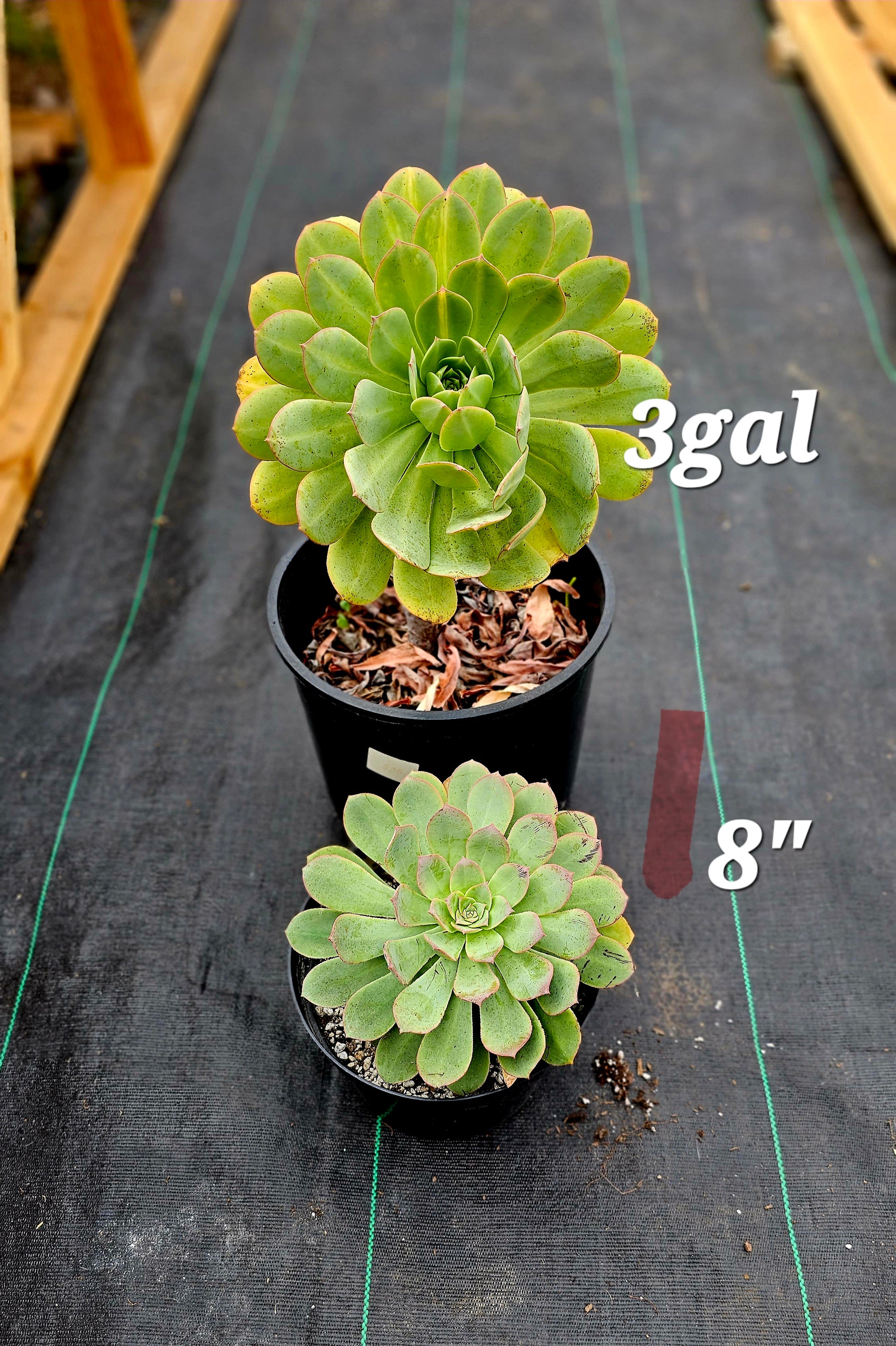 green platters succulent Aeonium Hierrense – AceMegaSucculents