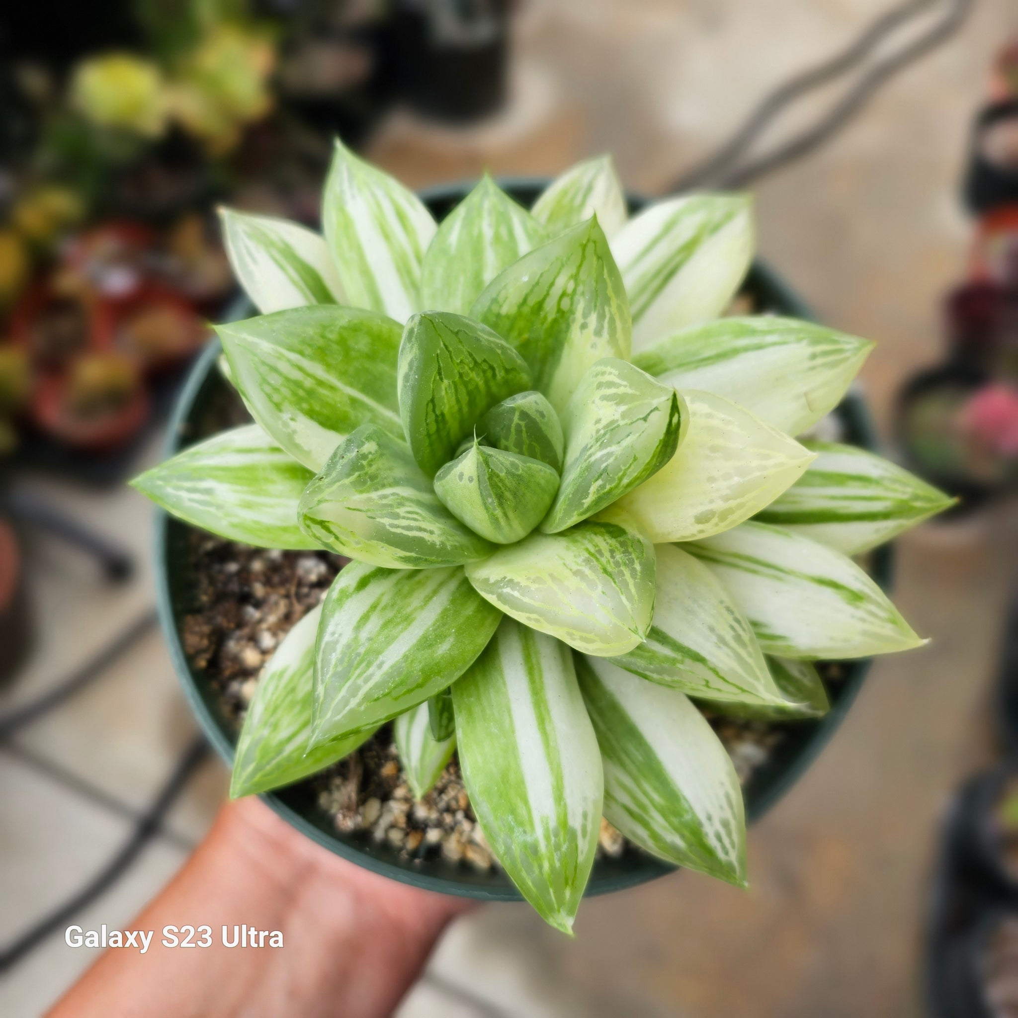 Haworthia Cuspidata 2048x2048 Haworthia Cuspidata var – AceMegaSucculents