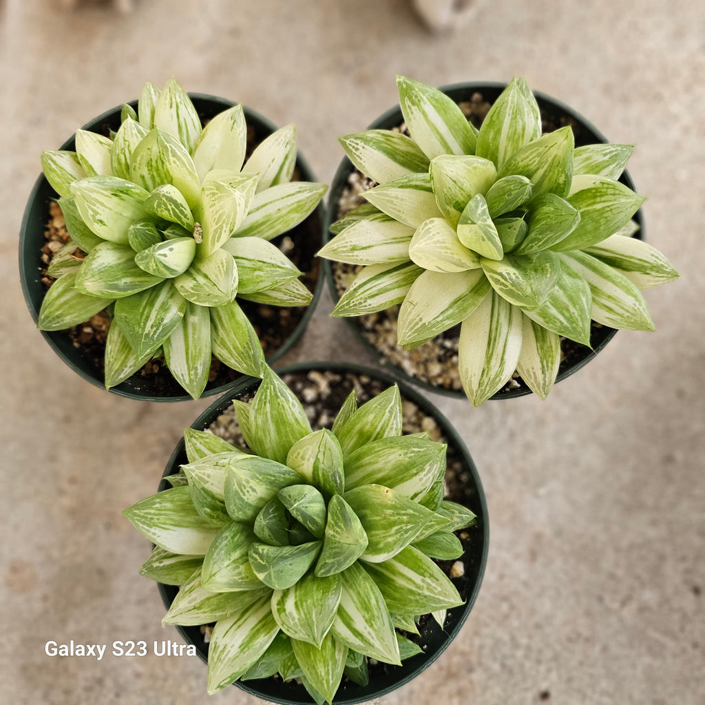 cuspidata succulent Haworthia Cuspidata var – AceMegaSucculents