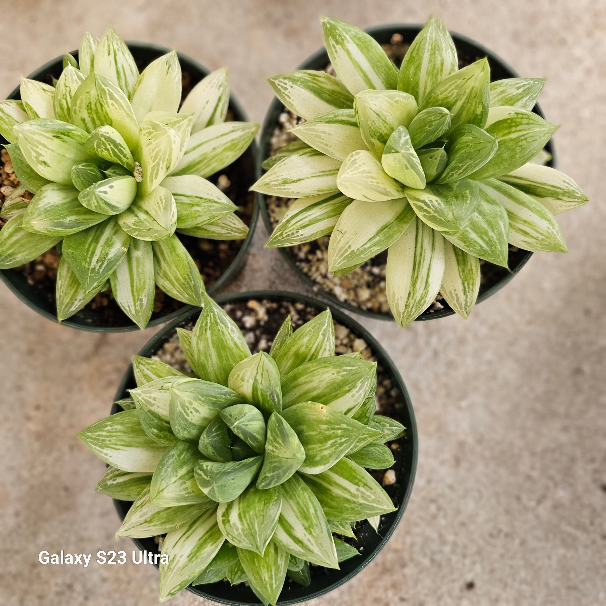 cuspidata succulent care Haworthia Cuspidata var – AceMegaSucculents