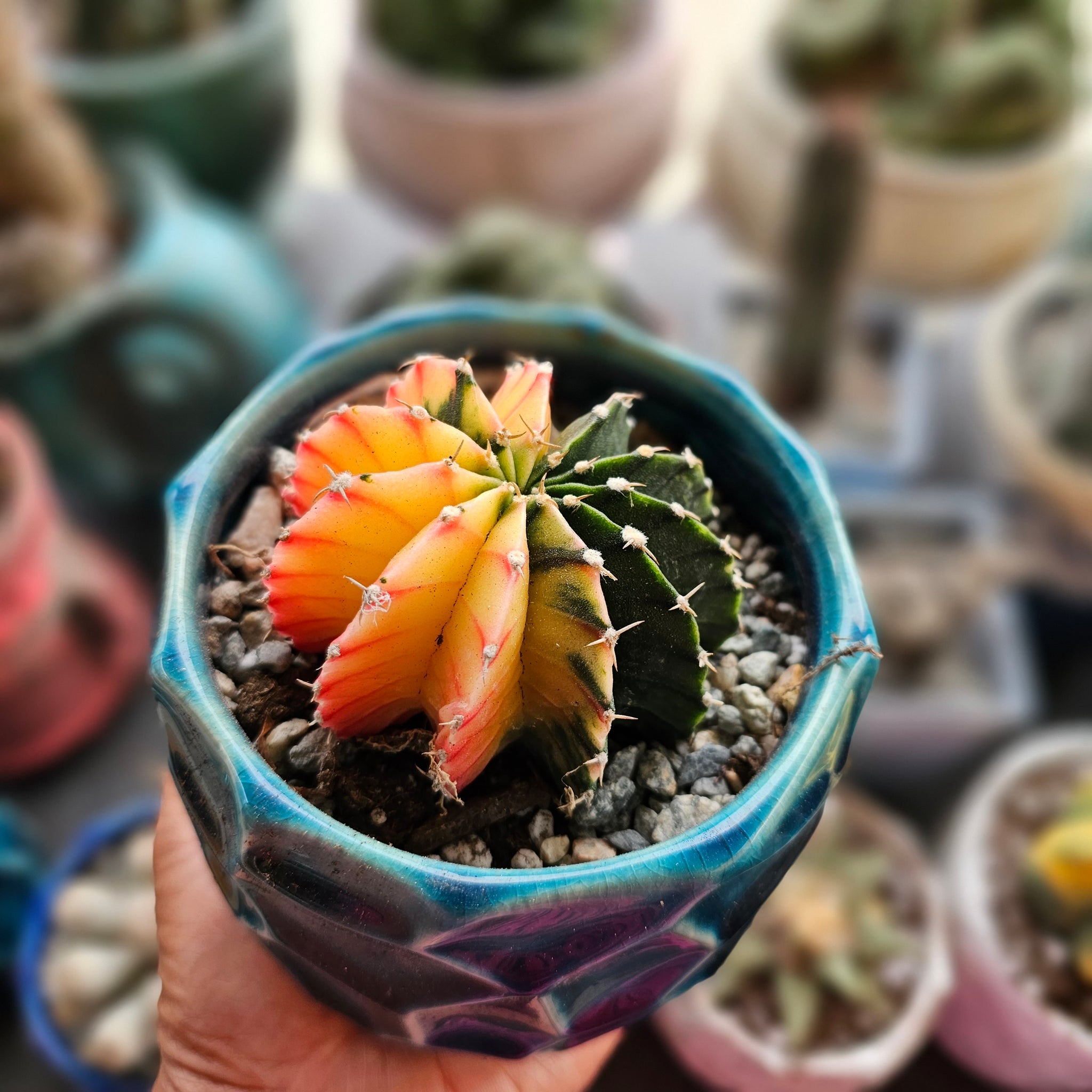 ダブルヘッド　Gymnocalycium sp. variegated 鉢で発送 20230914-084931_2048x.jpg?v=