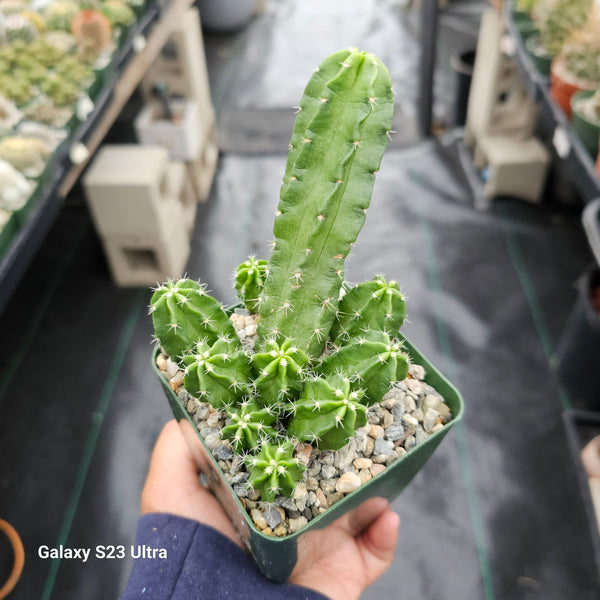 Echinocereus morricalii