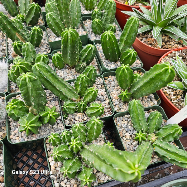 Echinocereus morricalii