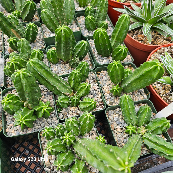 Echinocereus morricalii