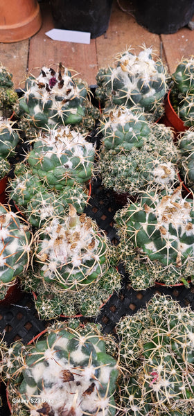 Coryphantha Elephantidens Cactus