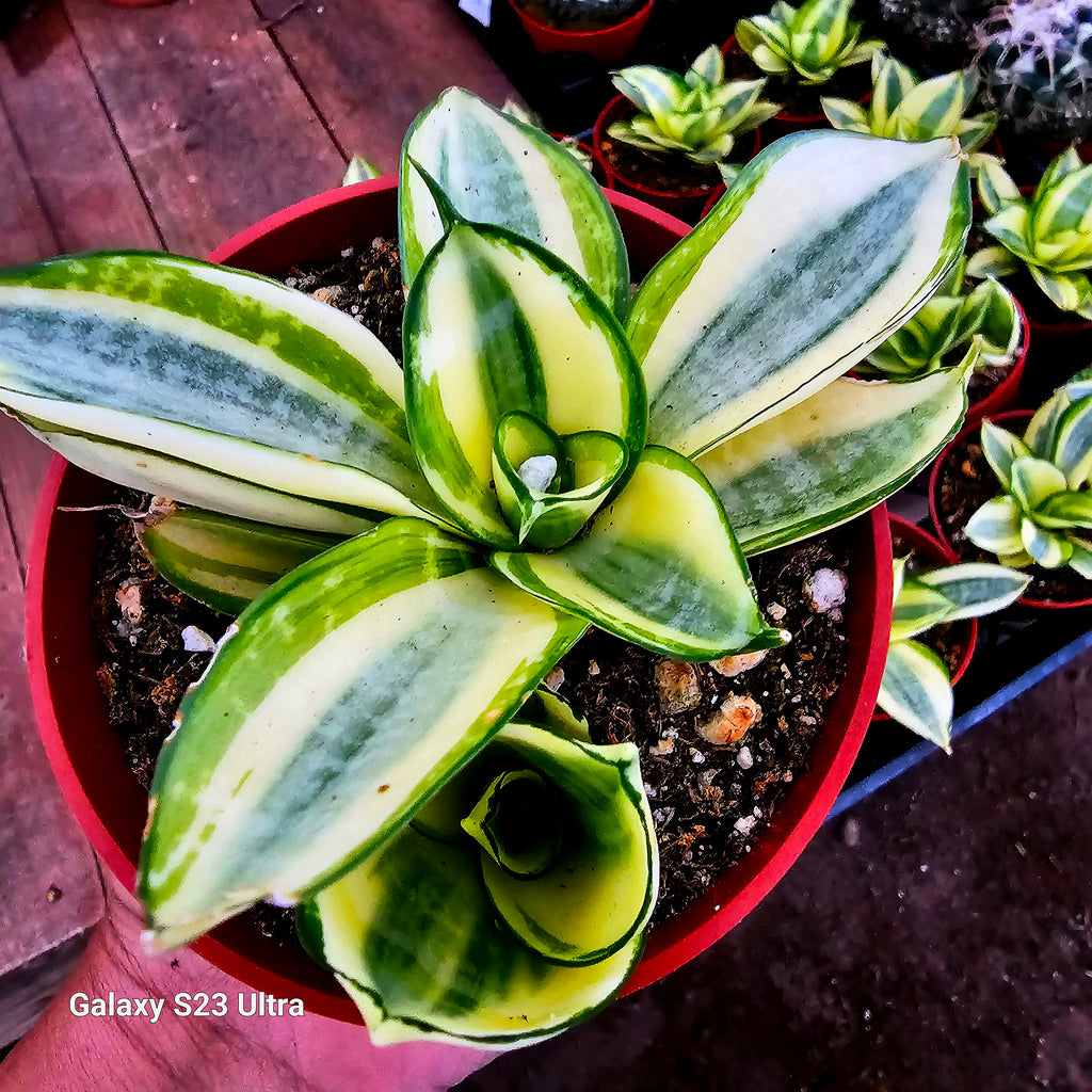 sansevieria golden edge hahnii Sansevieria Trifasciata Golden Hahnii – AceMegaSucculents