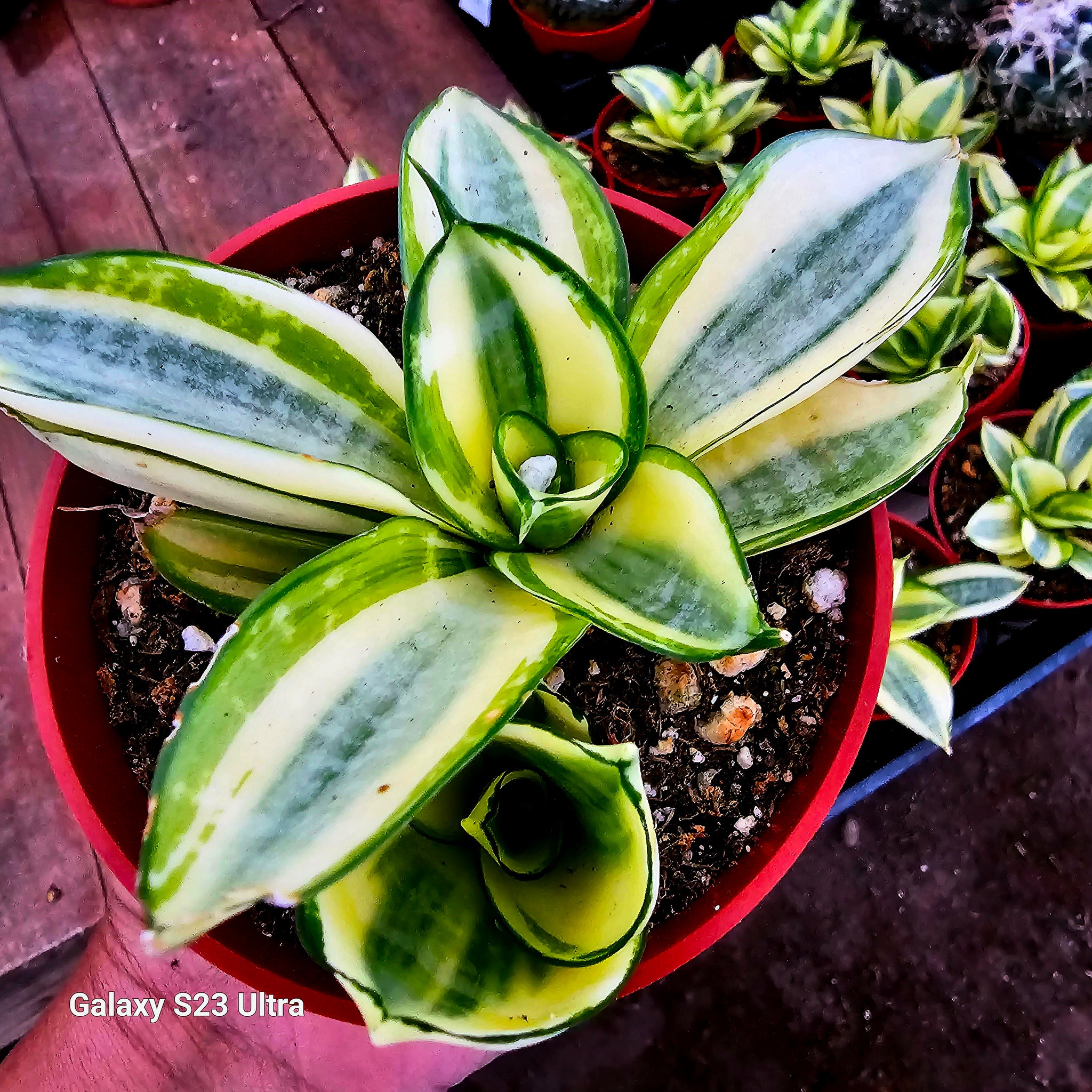 sansevieria galaxy Sansevieria Trifasciata Golden Hahnii – AceMegaSucculents