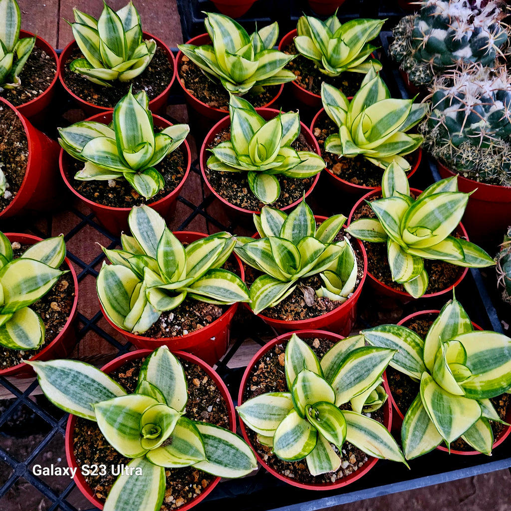 sansevieria trifasciata golden hahnii Sansevieria Trifasciata Golden Hahnii – AceMegaSucculents