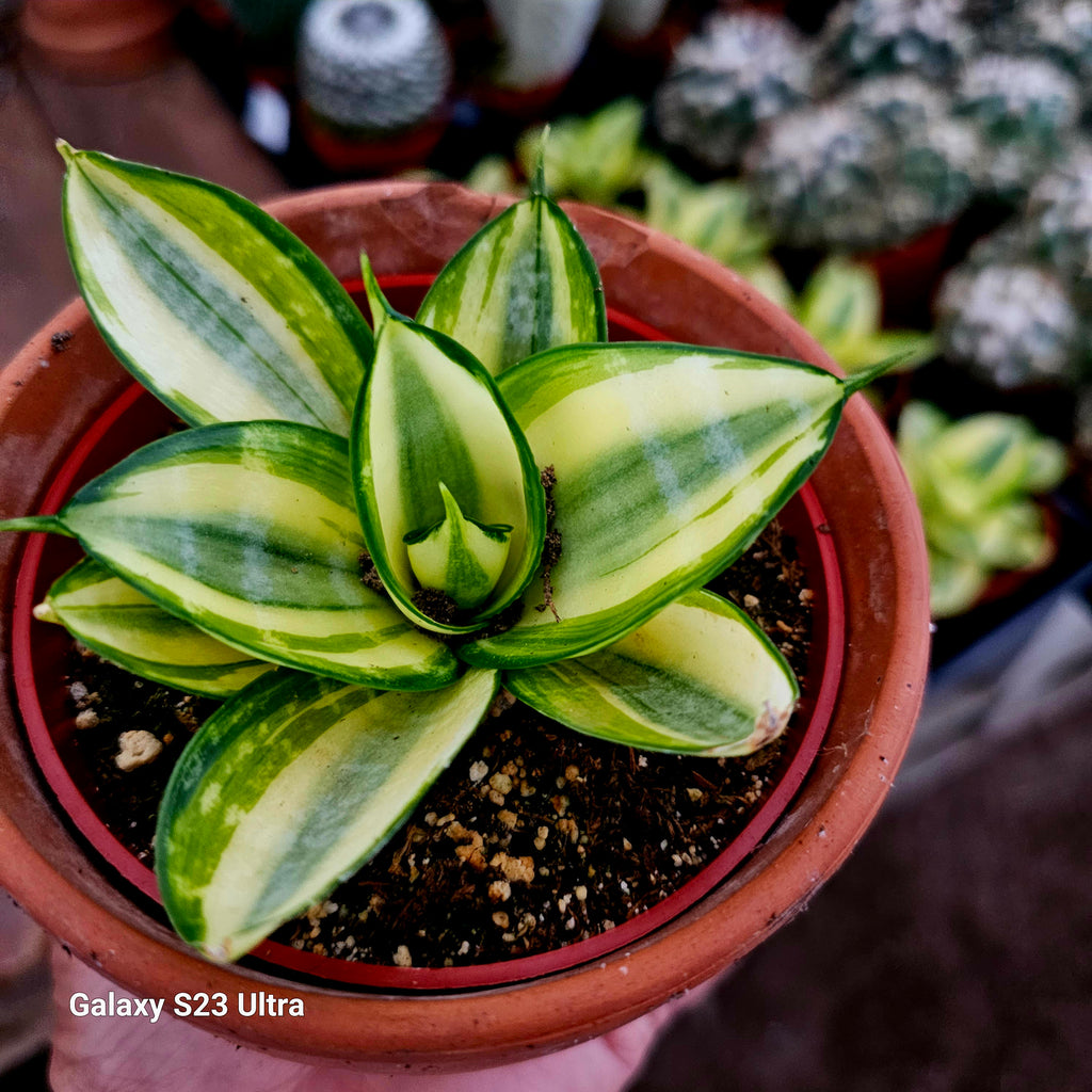golden hahnii snake plant Sansevieria Trifasciata Golden Hahnii – AceMegaSucculents