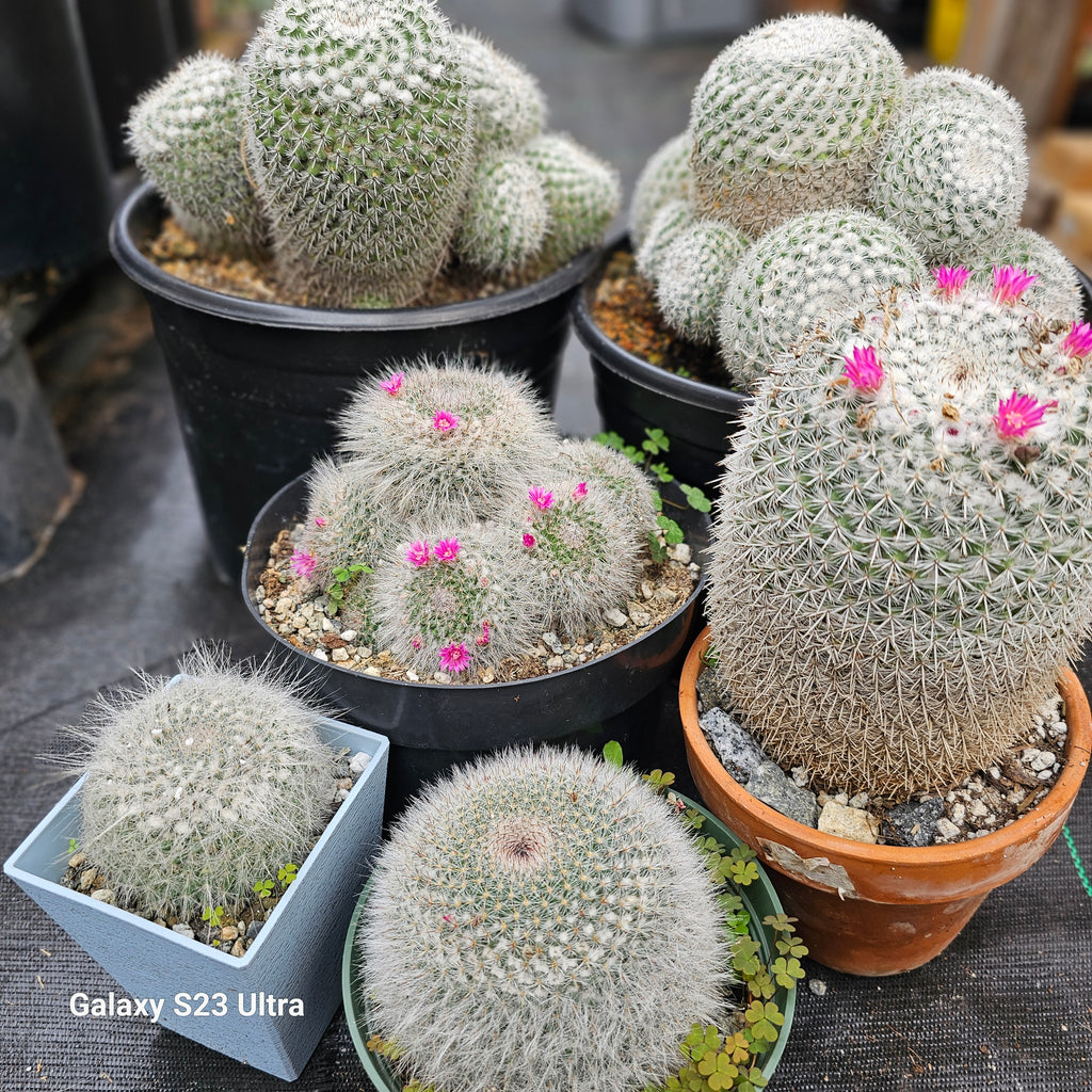 clumping succulents Mammillaria Senilis Clumping Cactus / Owl cactus – AceMegaSucculents