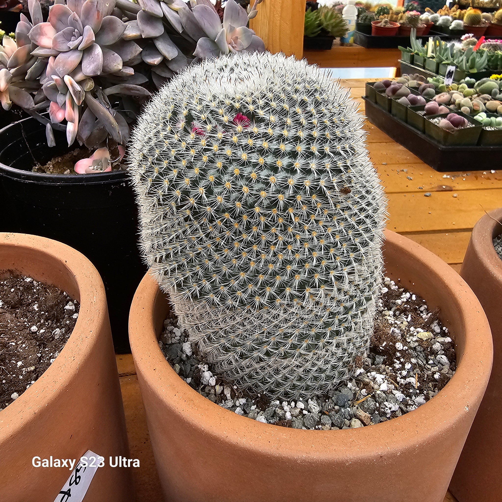 western cactus Texas Native Cacti