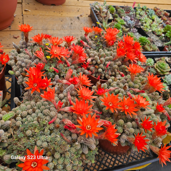 Echinopsis chamaecereus Peanut Cactus