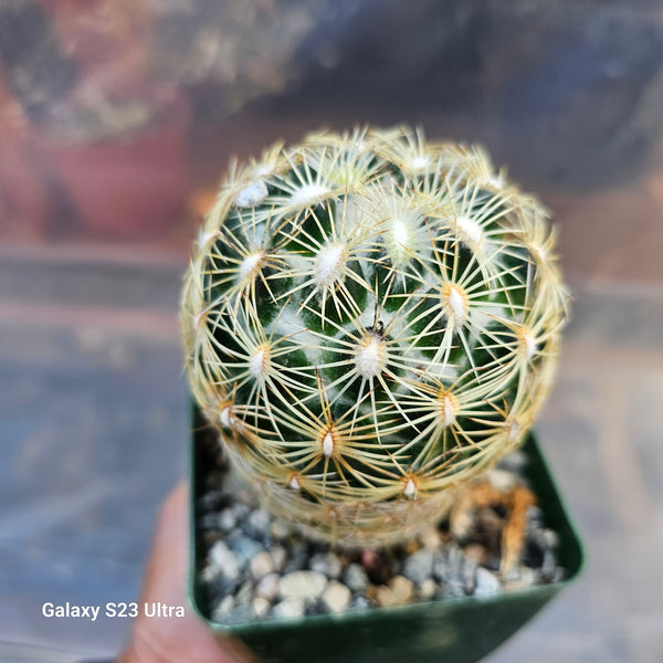 Coryphantha recurvata