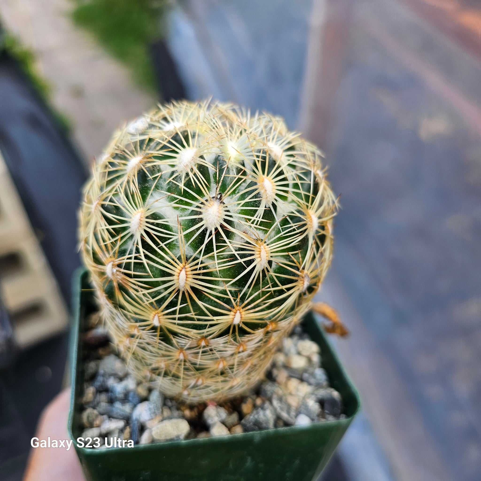 Coryphantha recurvata