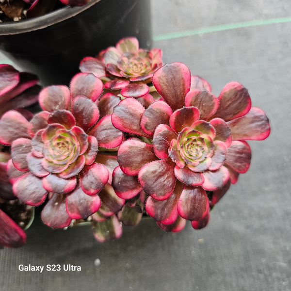 Aeonium Black Kingkong