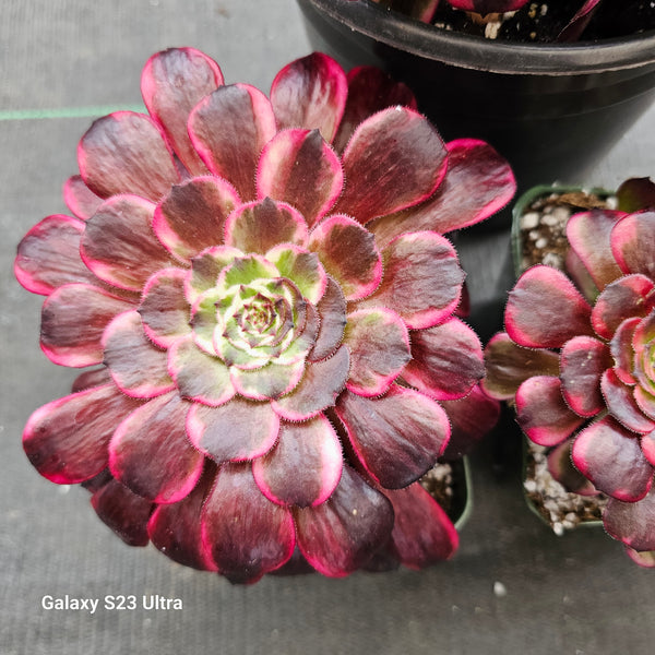 Aeonium Black Kingkong