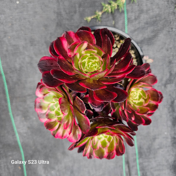 Aeonium Black Kingkong