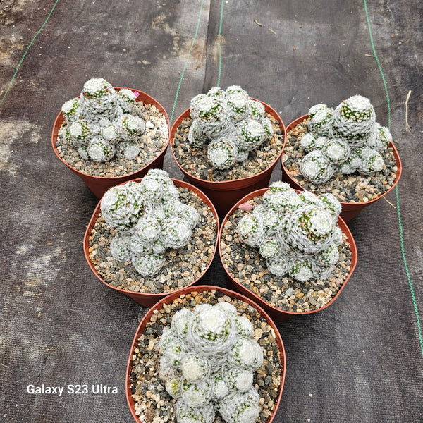 Crested Mammillaria Baumii