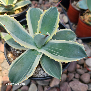 Agave potatorum 'Snowfall