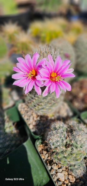 Mammillaria boolii