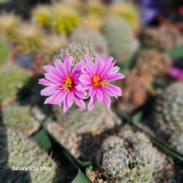 Mammillaria boolii