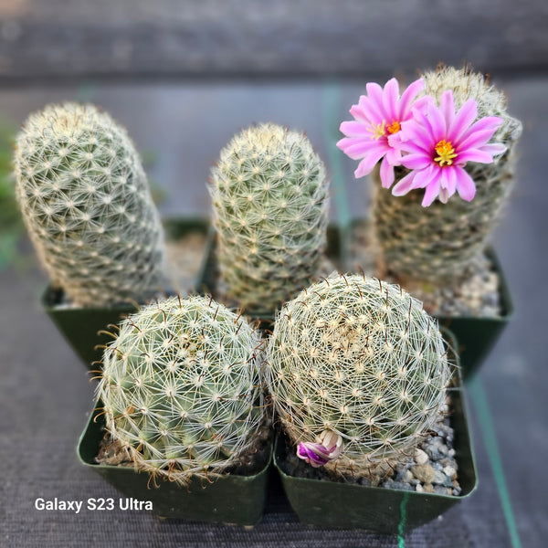 Mammillaria boolii