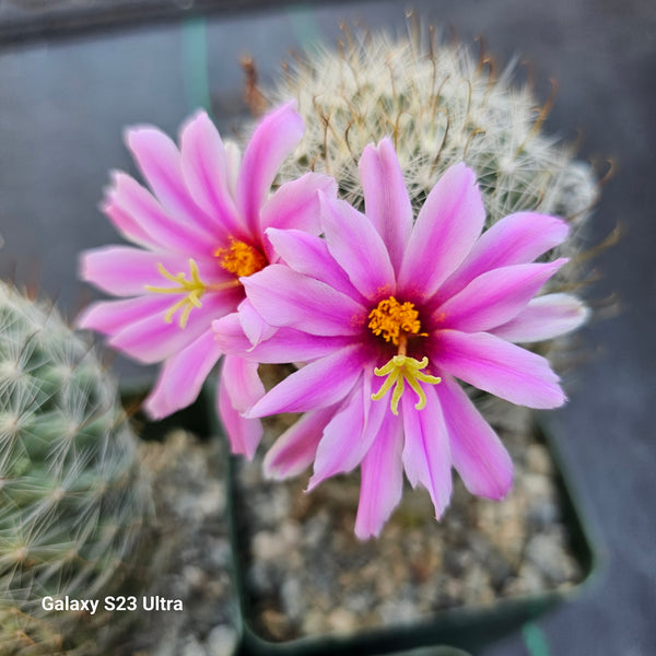 Mammillaria boolii