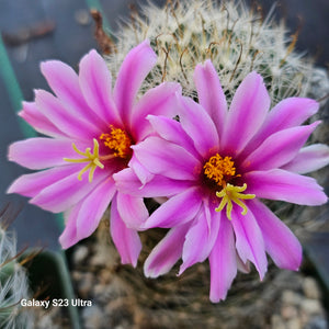 Mammillaria boolii