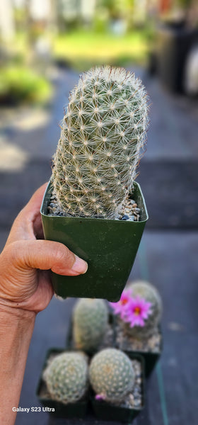 Mammillaria boolii