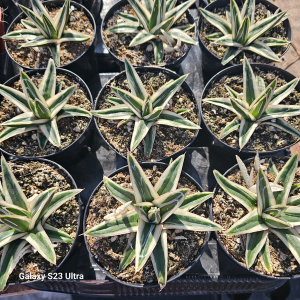 Agave rhino