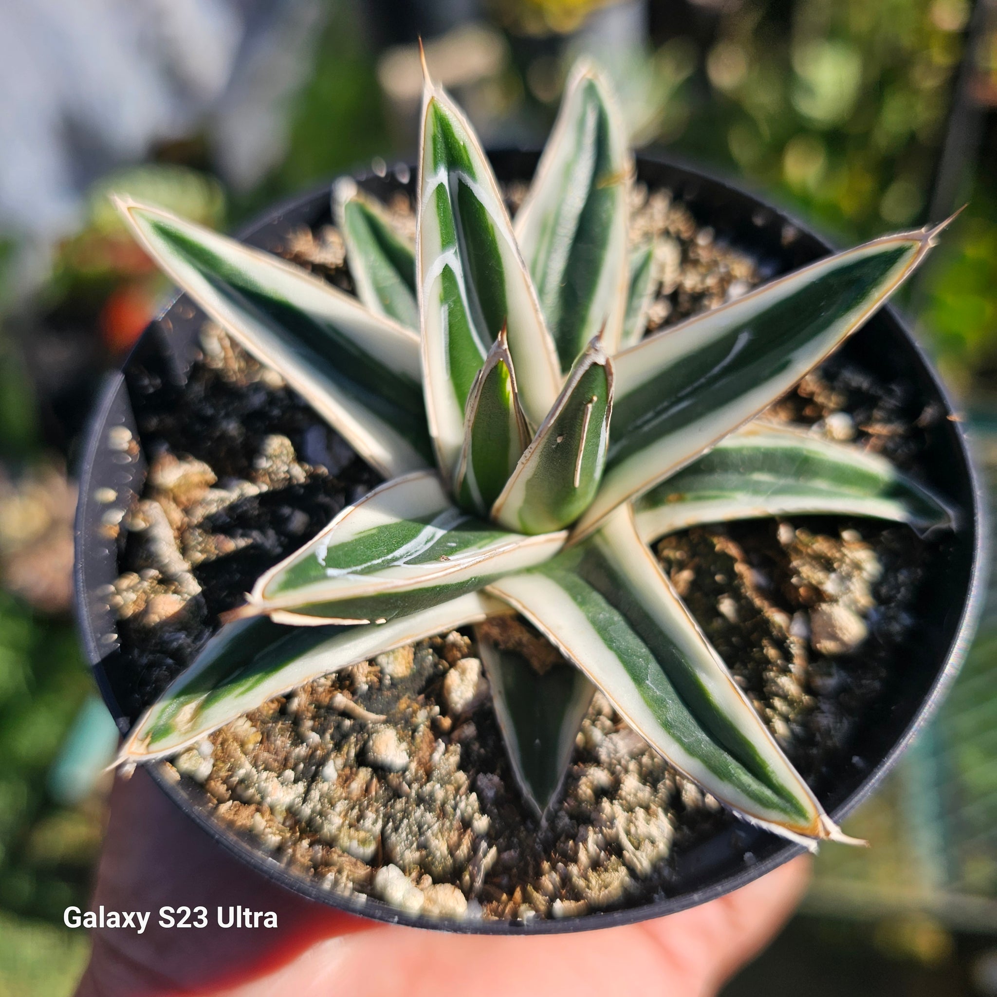Agave rhino – AceMegaSucculents